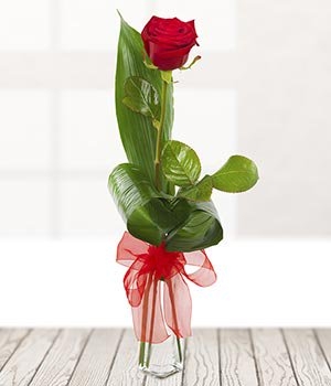 Single romantic red rose